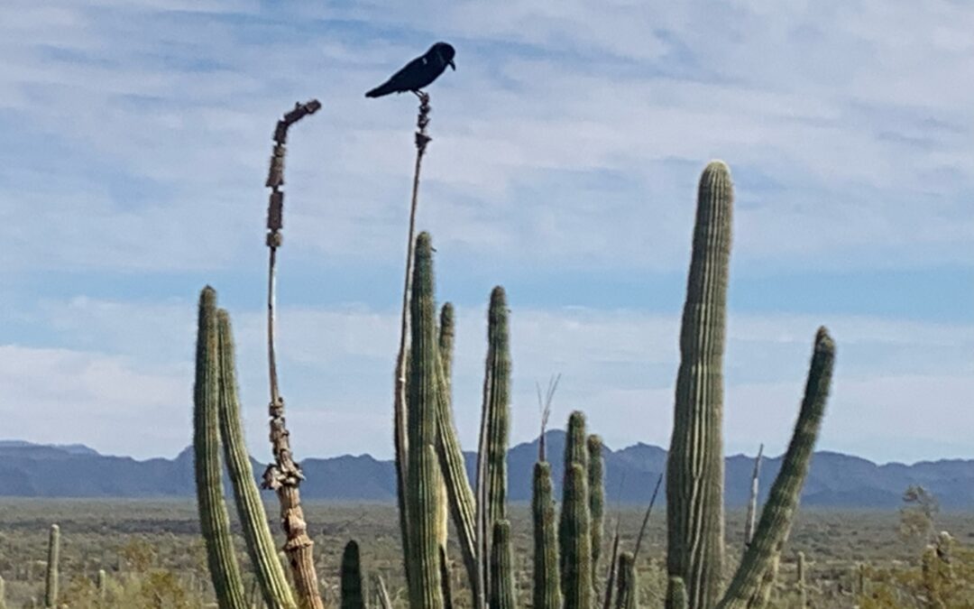 Cactus with Bird